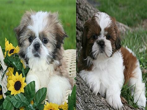 Lovely Pets Shih Tzu Puppies
