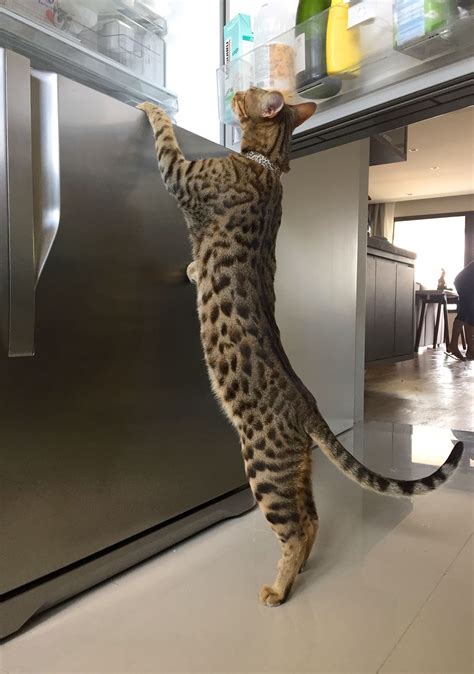 Check out our savannah cat selection for the very best in unique or custom, handmade pieces from our shops. Anything to eat today? My Savannah Cat F4 Generation. http ...