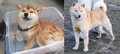 Shiba Inu Vs Hokkaido Breed Comparison Mydogbreeds