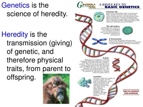 Ppt Genetics Is The Science Of Heredity Powerpoint Presentation