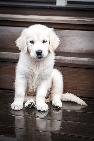 We know how exciting it is when it comes time to pick out your pristine english cream golden retriever puppy. English Cream Golden Retriever Puppies - PUPPIES FOR SALE