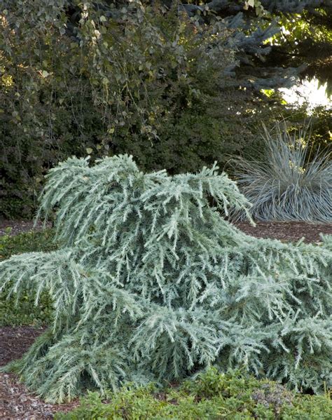 Feelin Blue Deodar Cedar Conifers Garden Evergreen Garden Garden Trees