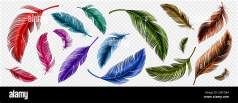 Color Feathers Soft Bird Plumage Isolated On Transparent Background