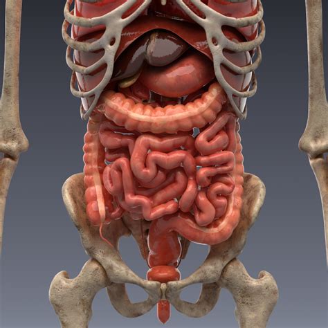 3d Modell Menschliche Anatomie Animiertes Skelett Und Innere Organe