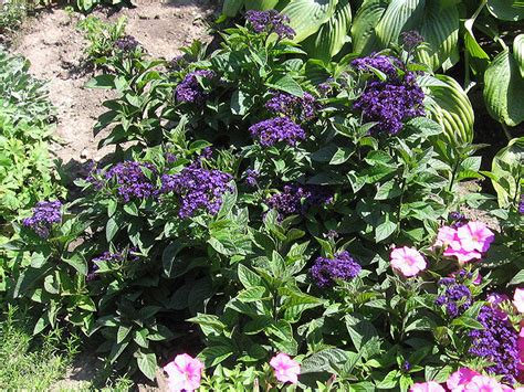 How to grow heliotropium plants in your garden gardener's hq guide to growing heliotrope, turnsole, cotorrilla and cherry pie flower, although heliotropium are half hardy perennials they are usually grown as half hardy annuals in the garden. Fragrant Delight Heliotrope (Heliotropium arborescens ...