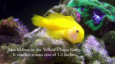 Yellow Coral Goby Care Youtube