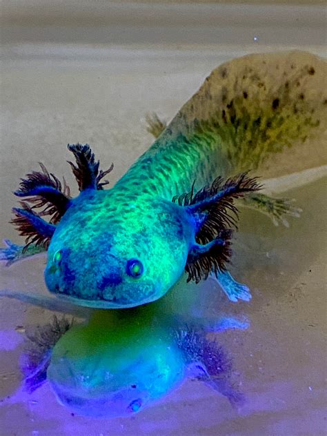 Highlight Spotted Gfp Wild Type Sub Adult Axolotl With A Unique Fused