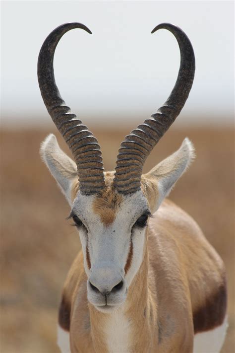 Springbok Animals With Horns Animals Beautiful African Animals
