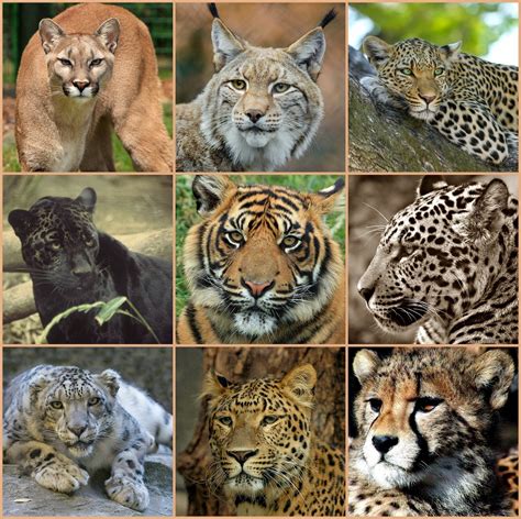 Big Cats Free Stock Photo Public Domain Pictures