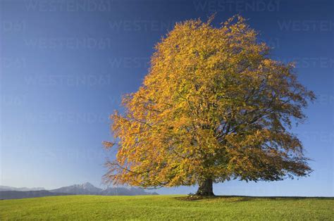 Germany Bavaria Single Beech Tree Fagus Sylvatica Ekf00936