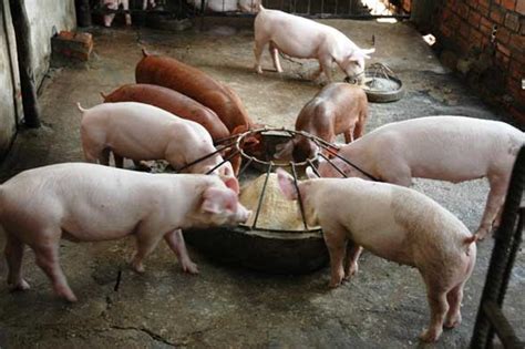 Swine Nutrition Guide Feed Intake