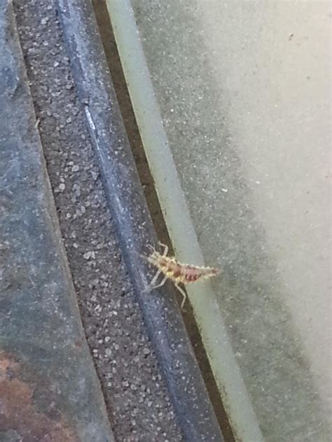 Id Request Rice Sized Bug With Front Pincers Kansas City 6pm