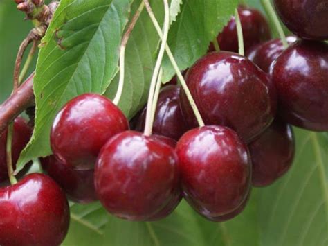 Stella Sweet Cherry Is A Self Pollinating Cherry Fruit Tree Cherry Trees Garden Cherry Tree