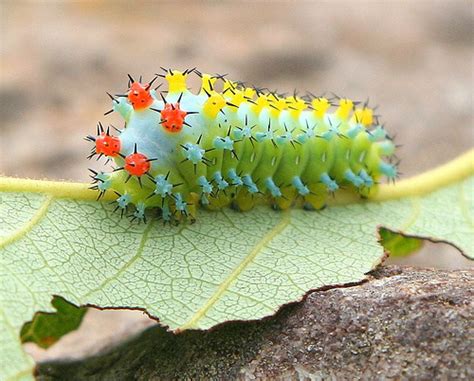 Top 10 Most Beautiful Caterpillars Gallery Ebaums World