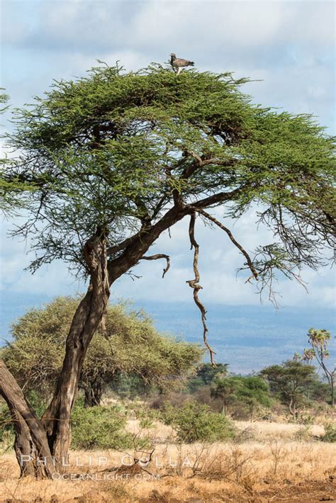 Meru National Park Landscape Kenya 29701