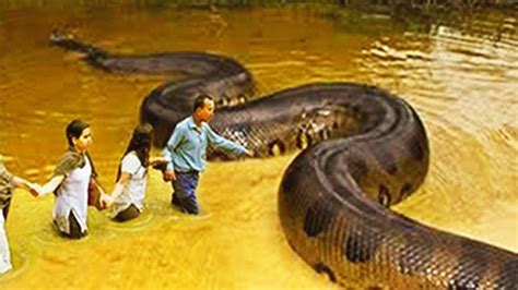 Largest Anaconda Snake Ever Caught Honluck