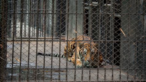 Tigers In Captivity My Dream For Animals