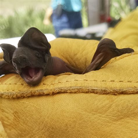 A Florida Bonneted Bat Pup Batty