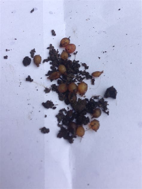 European Nightcrawler Cocoons For Sale Buckeye Organics