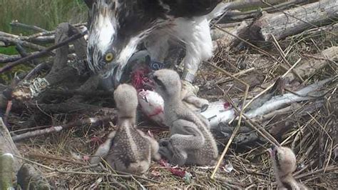 Delight As Three Osprey Eggs Hatch At Nature Reserve Cambrian Uk