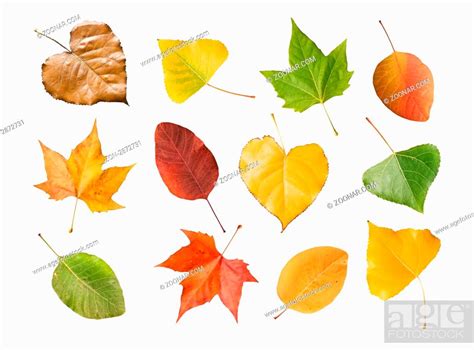 Collection Of The Four Seasons Leaves Isolated On White Background