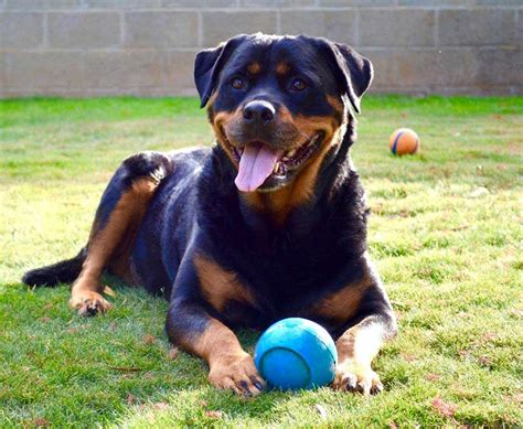 Resource Guarding Dogs And Puppies Wa King Rottweilers