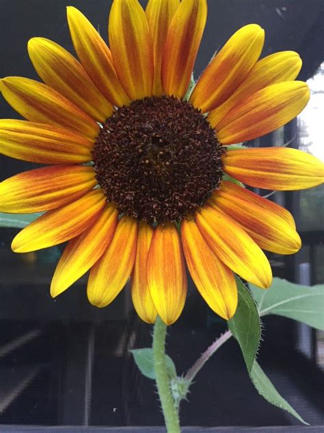 How To Start Grow And Plant Sunflowers From Seeds Growing