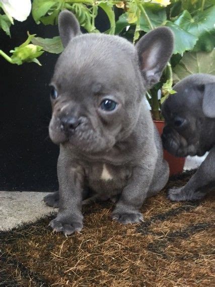 Find french bulldogs & puppies for sale across australia. French Bulldog Puppies For Sale | Colorado Springs, CO in ...