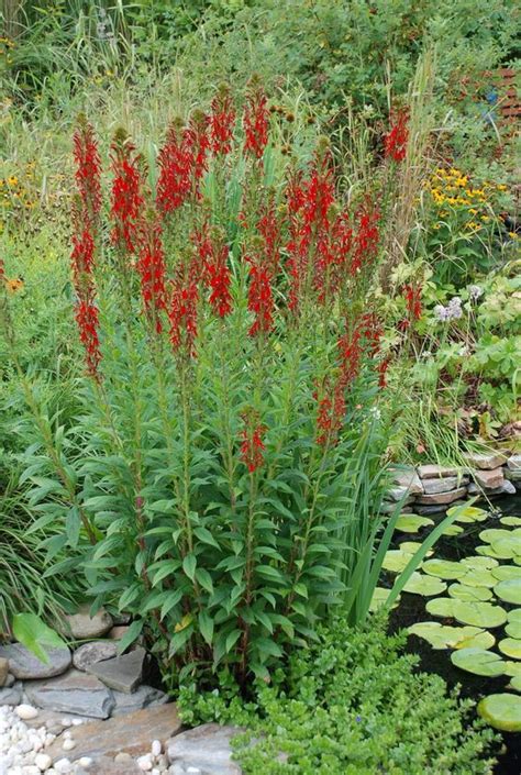 Cardinal Flower Thrives In Moist Soil Such As That Of A Rain Garden Or