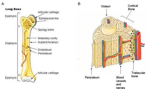 Long Bone Diagram Red Marrow Bone Structure Anatomy And Physiology The Epiphyses Are