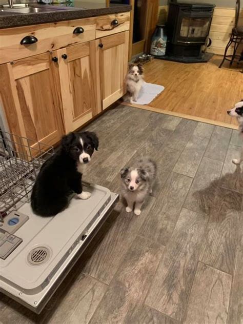 The best dishwashers will fit all of your plates, glasses and pans with ease, and will tackle the lot in a single cycle. Fun times in the dishwasher with this crew. Indy (Shiloh ...