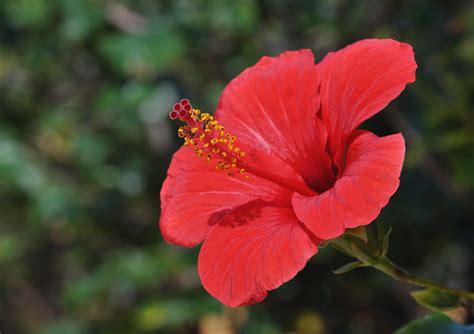 Most Viewed Hibiscus Wallpapers 4k Wallpapers
