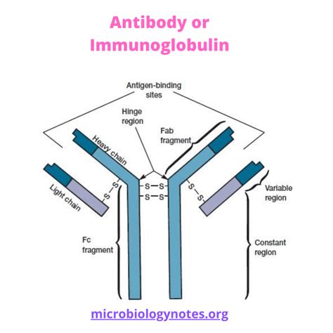 Antibody Or Immunoglobulin Microbiology Notes