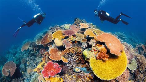 Great Barrier Reef In Cairns Queensland Expedia