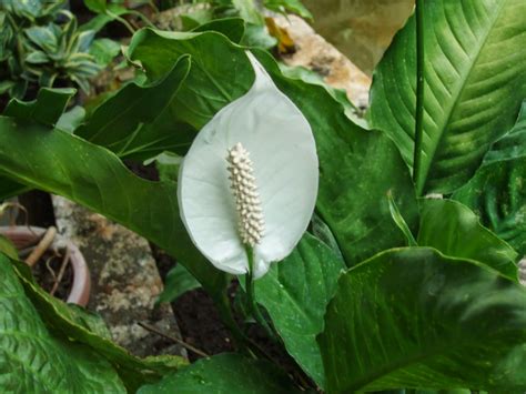 Beli bunga sepatu filum online berkualitas dengan harga murah terbaru 2021 di tokopedia! Jual Tanaman Sphathiphyllum | Bunga Peace Lily | Tanaman ...