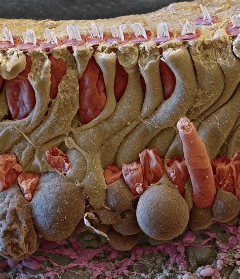 Cochlea Organ Of Corti Section Sem Photograph By Oliver Meckes Eye Of