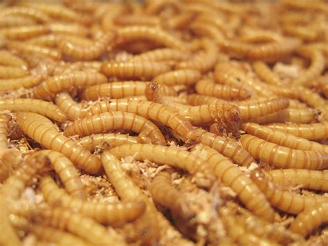 Edible Insect Farming Hatches New Breed Of ‘entopreneurs Bloomberg