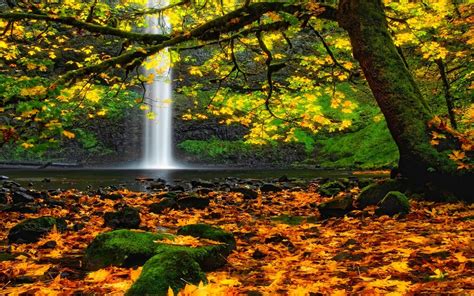 Landscape Nature Waterfall Oregon Moss Leaves Trees Colorful