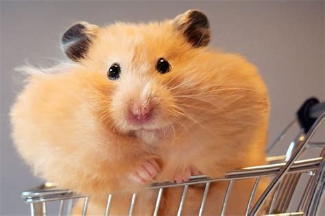 Can Hamsters Go Outside Safely Hamster Spruce