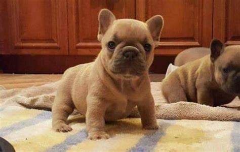 French bulldog · san diego, ca. French Bulldog Puppy for Sale - Adoption, Rescue for Sale ...