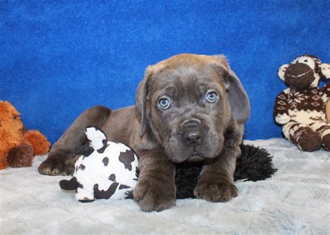 Cane Corso Puppies For Sale Long Island Puppies