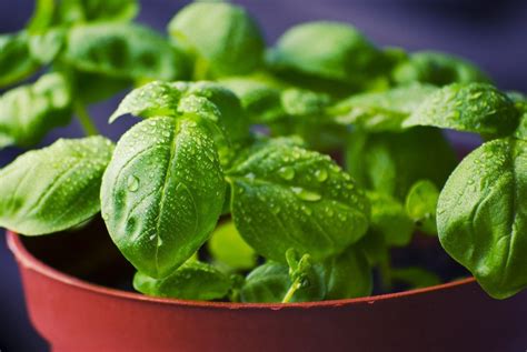 Ultimate Care Guide For Growing Basil Hubpages