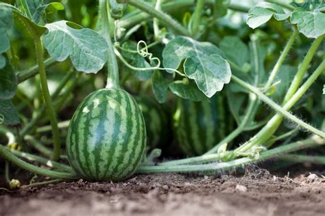 How To Grow Watermelon Best Tips For Planting And Harvesting Better
