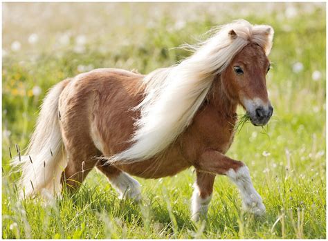 Ravensburger Little Pony 100 Pc Puzzle Miniature Horse Horses