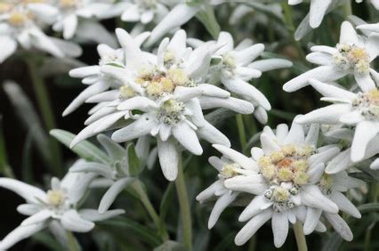 Maybe you would like to learn more about one of these? Gambar Bunga Edelweis Cantik dan Fakta Unik Terbaru ...