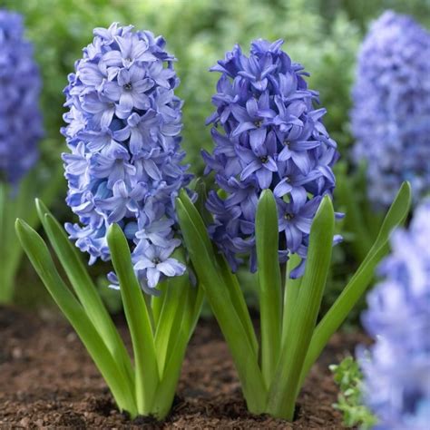 Hyacinth Flower Bulbs Blue 3 Bulb Buy Online At