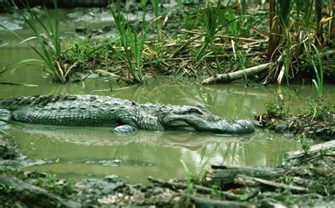 American Alligator Alligator Mississippiensis Wildlife Journal Junior