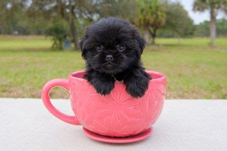 If you are new here, every state page on mtbp (that's shorthand for mini teddy bear puppies) has a comprehensive list of every breeder that we have located in that state. Amazing Teddy Bear puppies available for adoption in ...
