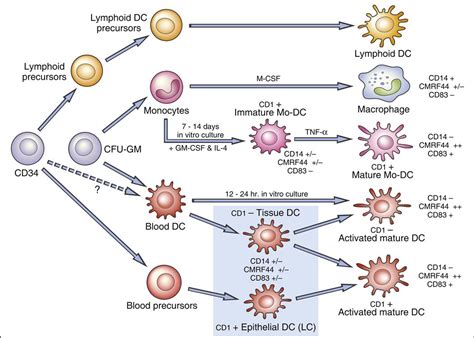 Antigen Presenting Cells Oncohema Key