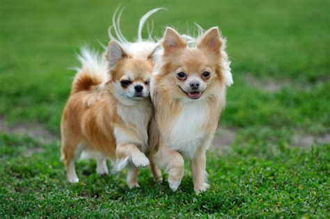 Chihuahuas are a small dog breed known to be graceful, charming, and sassy. Chihuahua - wszystko o rasach psów w Magazynie zooplus